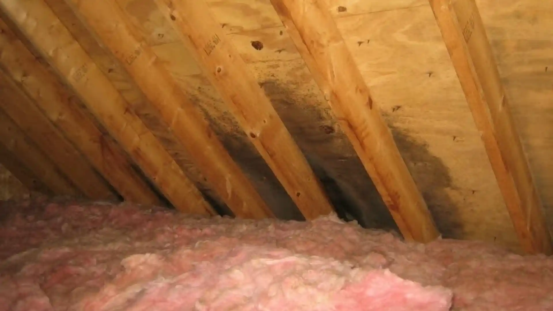 Dark mold growth on attic roof decking above pink insulation